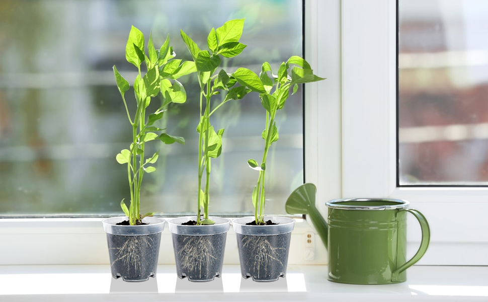 clear plant pots