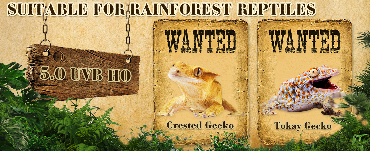 for rainforest reptiles