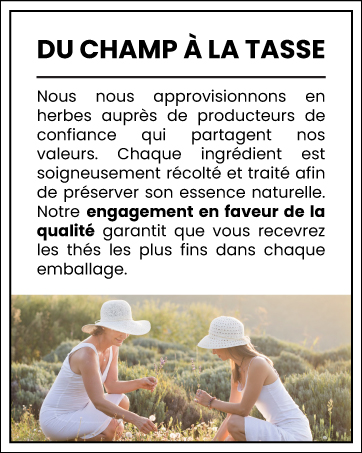 Publicité sur la récolte de thé ou d'herbes en français, montrant des ouvriers cueillant des herbes dans un champ, avec un texte expliquant l'approvisionnement de qualité et les méthodes de conservation naturelles.