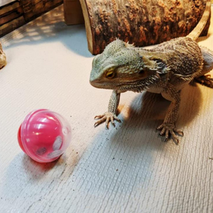 Bear Dragon Toy Ball