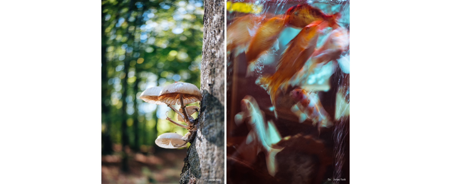 0.3m Close-up Shooting