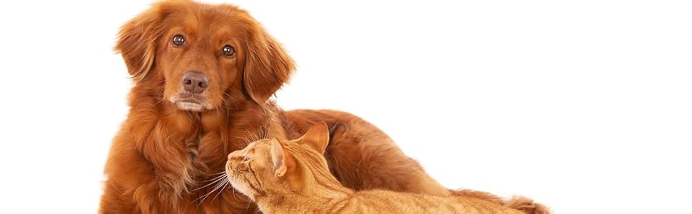 Automatic Pet Dog Cat Feeder