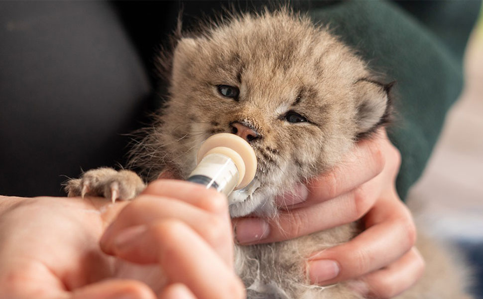 Pet Feeding Syringe 