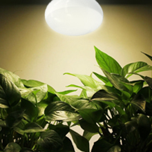 Reptile Heating Bulb