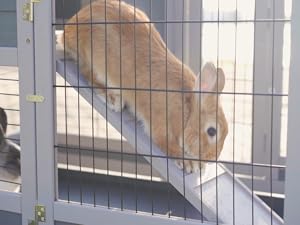 bunny hutch