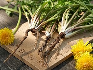 Dandelion root