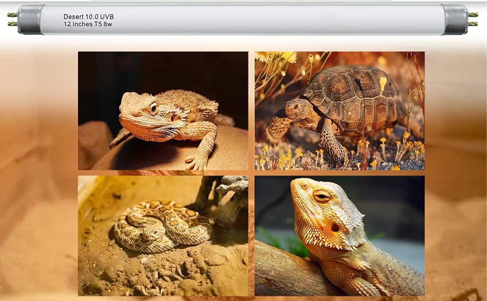 Suitable for all reptiles living in desert areas,