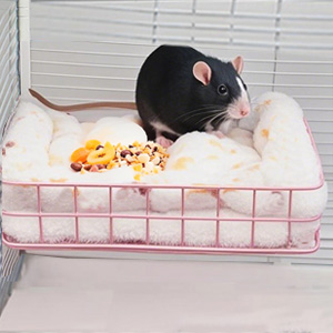 rat Cage Accessories 
