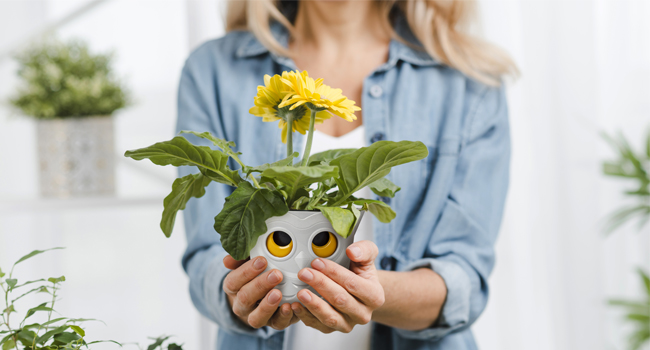 owl plant pots