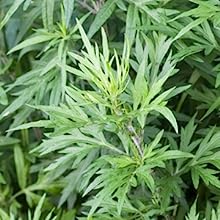 detox patch for weight loss