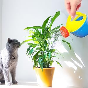 Water Table for Kids