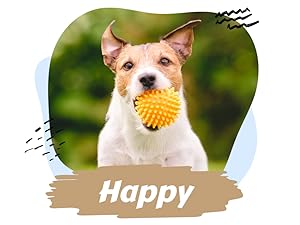 dietary supplements for dogs