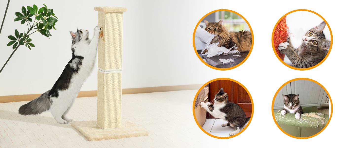 kitten scratching post