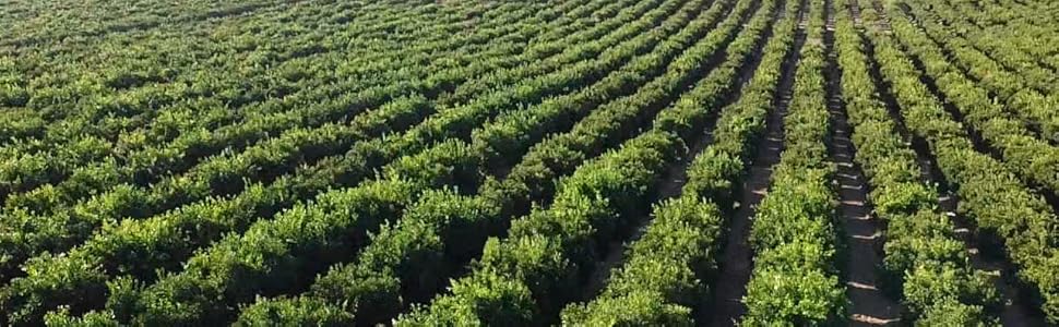 Vistas aéreas de un gran campo agrícola con hileras ordenadas de cultivos verdes que se extienden hacia el horizonte. Varias imágenes que muestran el diseño organizado del cultivo desde diferentes ángulos.