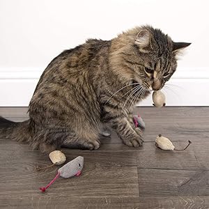cat toy
