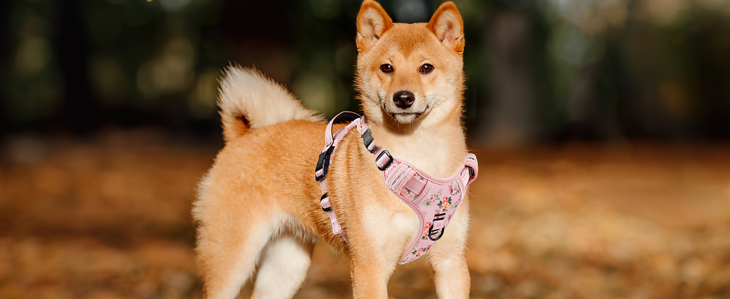 dog harness for medium dog