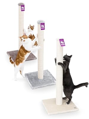Zwei Katzen spielen mit einer Katzenstange.