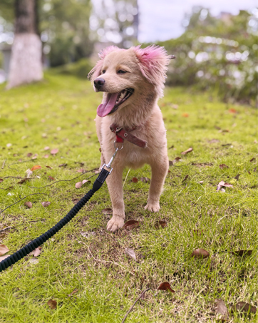 bungee dog leash