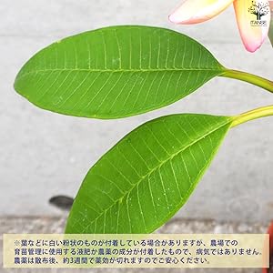 Amazon.co.jp: プルメリア苗木 品種：デザートサンライズ 5号鉢