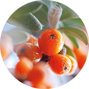 Sea buckthorn oil