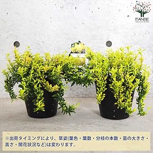 ロルカナ　マーリン　マダムミム　ウサギ　キツネ　ヘビ　ヤギ ホビーステーションシングル通販店 / マダム・ミム ヘビ