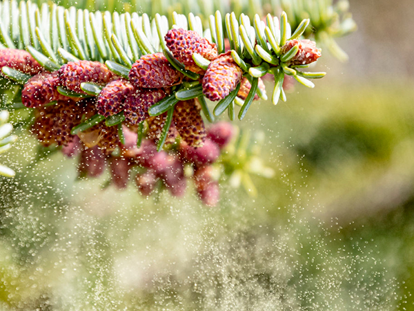 pollen air purifiers