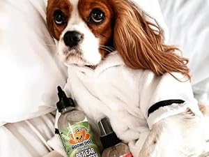 king charles cavalier in a bathrobe with sugar cookie cologne