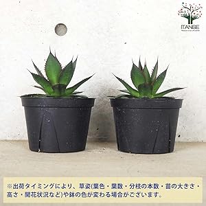 Amazon.co.jp: アガベ・ホリダ 5号鉢【品種で選べる多肉植物/1個