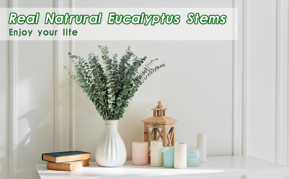 Real Eucalyptus Stems Decoration Mixed Dried Eucalyptus Leaves 15PCS