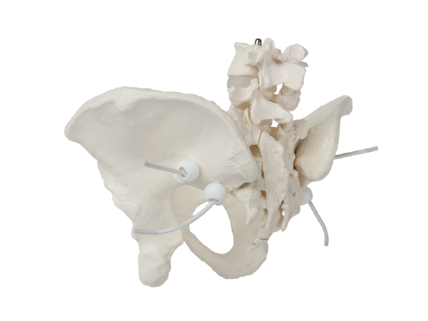 【ラプンツェル様用】ATAVISM / PUTREFIED GENITALIA ラプンツェル様用】ATAVISM / PUTREFIED GENITALIA Gender roles