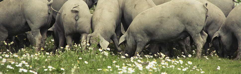 Altanera - Paleta de Bellota 100% Ibérica | 5 kg Aprox ...