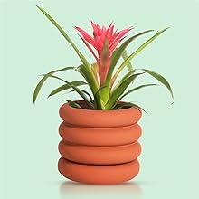 Tropical Indoor Flower Plant Inside Terra Cotta Colored Ring Pot