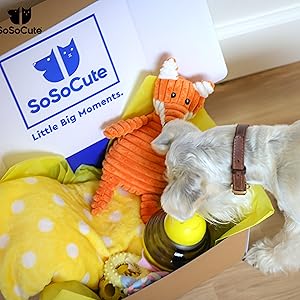 Yellow Pink Blue Gift Welcome Puppy 