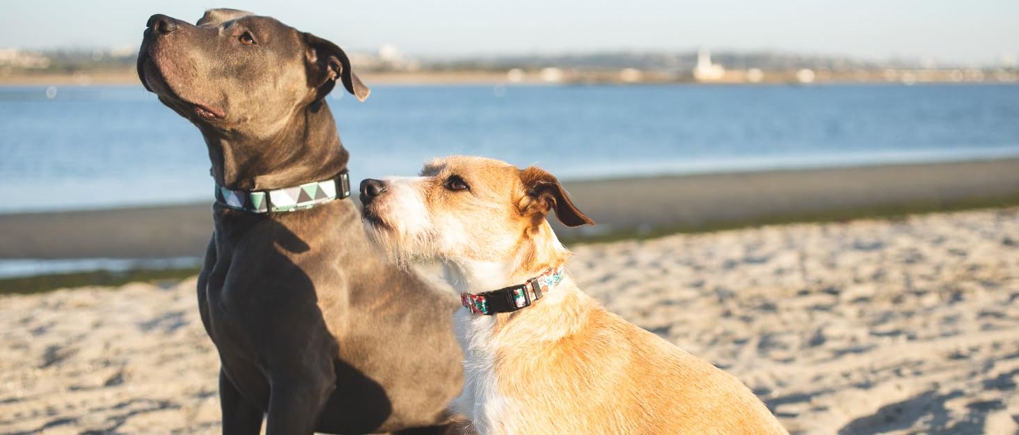 Dog Collars for Small Medium & Large Dogs Designer