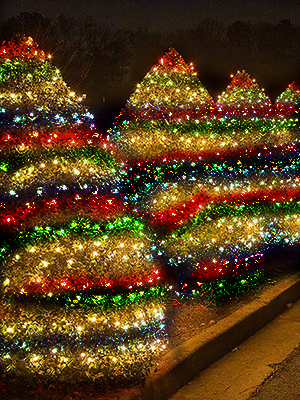 bush lights
