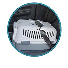Hundebox-Auto