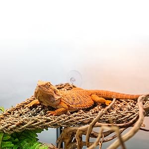 Eine orangefarbene Bartagamen-Eidechse, die auf einer gewebten Oberfläche ruht. Die schuppige Haut und der charakteristische flache Körper des Reptils sind vor dem strukturierten Hintergrund deutlich sichtbar.