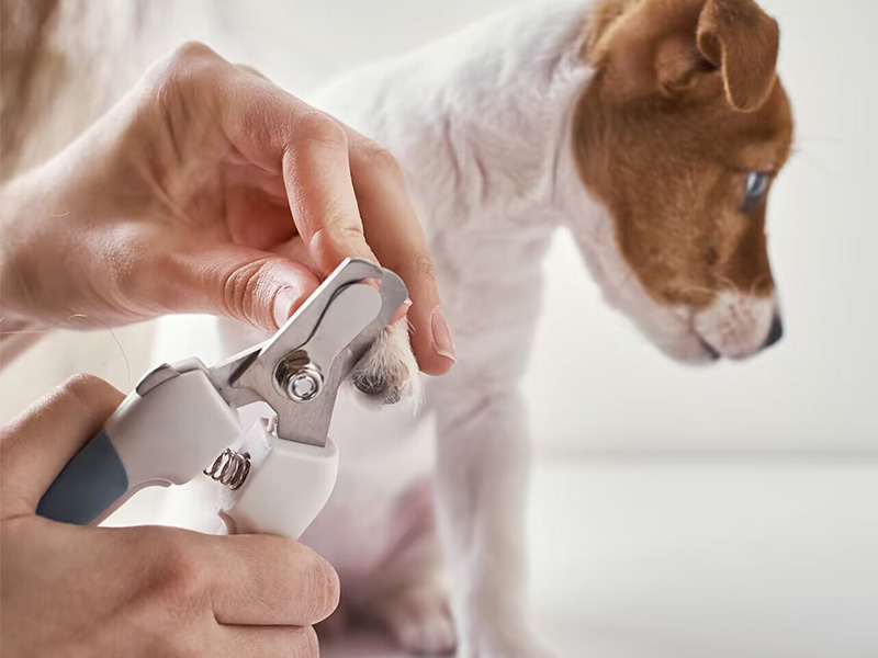 Close-up of hands clipping a dog's nails