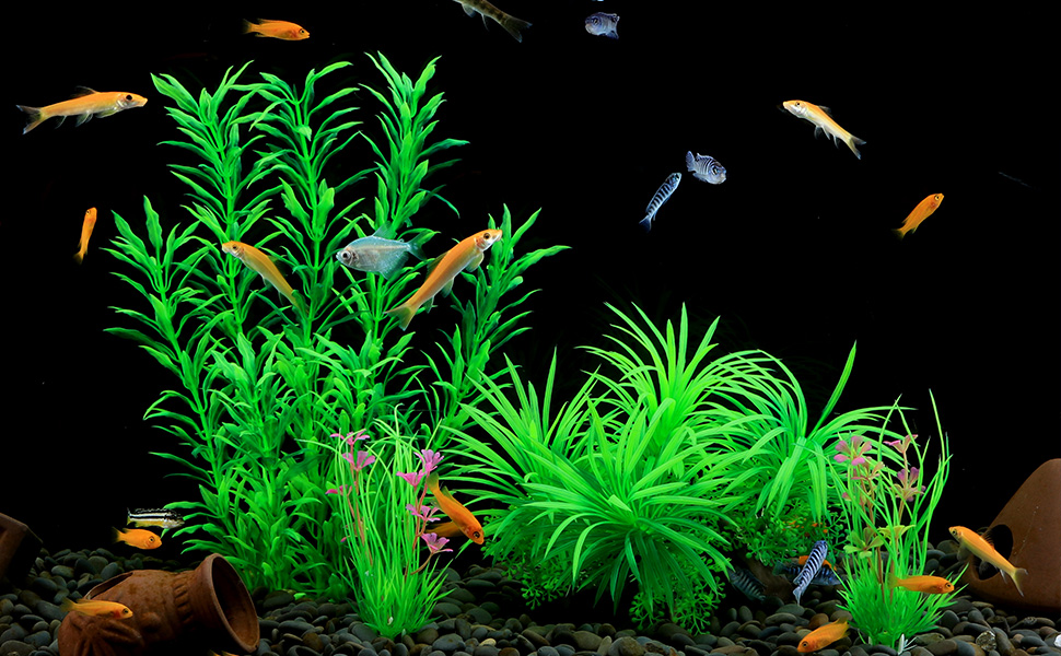 fish tank plants