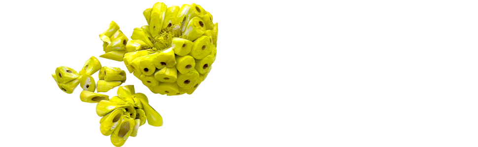Rainbow Sola Balls M&M Bird Toys Handmade Colorful Pet Safe Foraging Shredding Foot Toys light