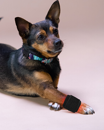 Red Light Therapy for pet animals dogs