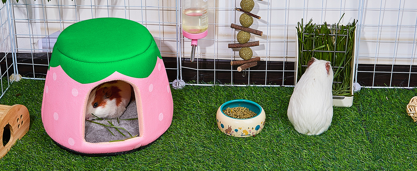 guinea pig bed