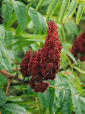 staghorn red purple sumac