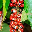 Guarana frui hanging, native brazilian fruit, green leaves, red and black seeds