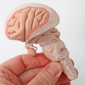 Amazon.co.jp: 右脳・左脳ともに，大脳を2分解，脳幹・小脳を