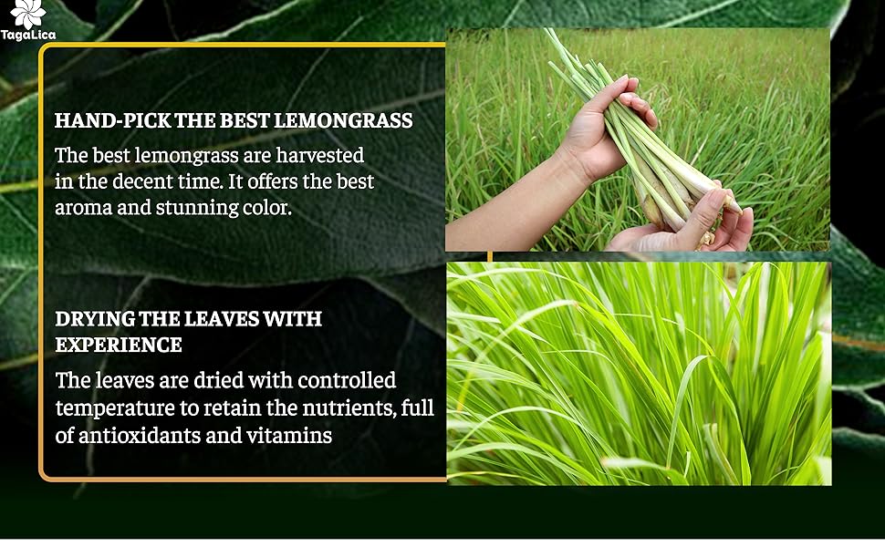 Lemongrass Leaves Tea Bags