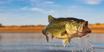 large game fish out of water
