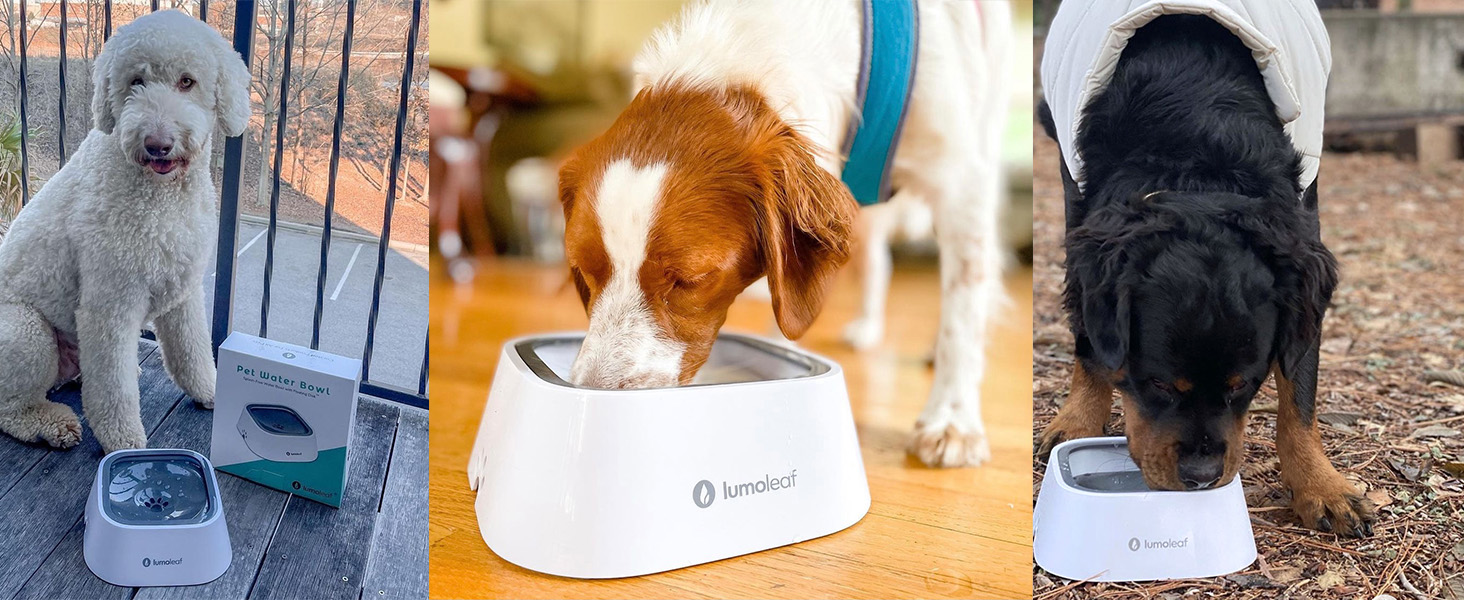 wassernapf für hunde anti spill schwapp wasserspender unterwegs hundenapf hund