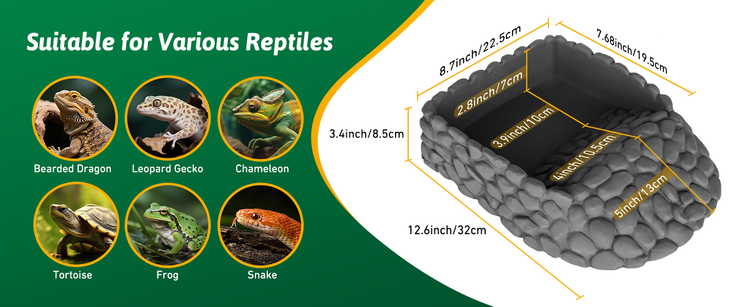 reptile food dish