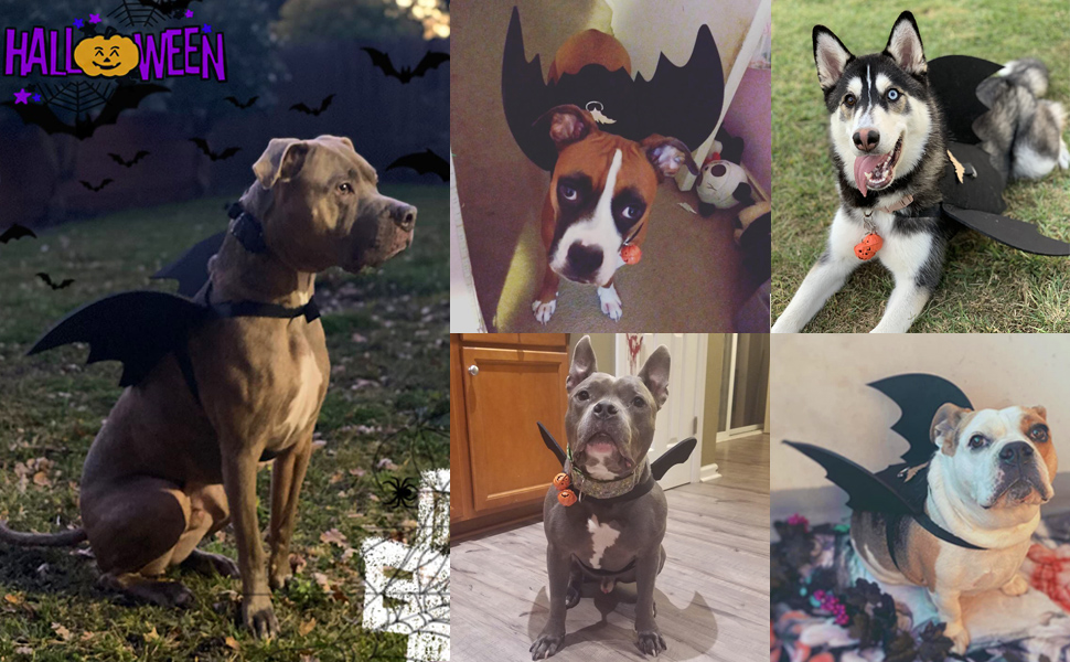 Halloween Dog Costume Pet Bat Wings, Funny Costumes for
